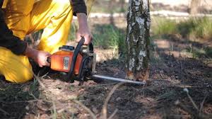 Reliable Ave Maria, FL Tree Removal and Landscaping Services Solutions